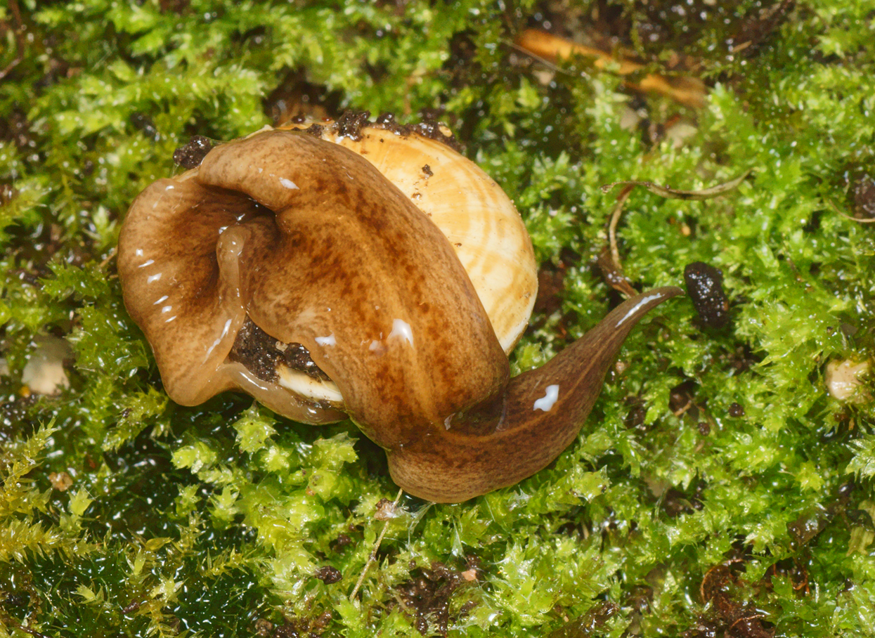 Obama nungara frisst eine Schnecke