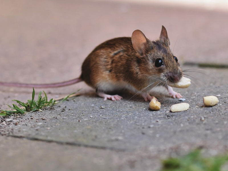 Eine Maus in Nahaufnahme