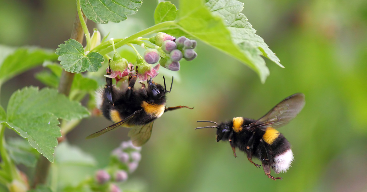 Zwei Hummeln, die um eine BlÃ¼te kreisen