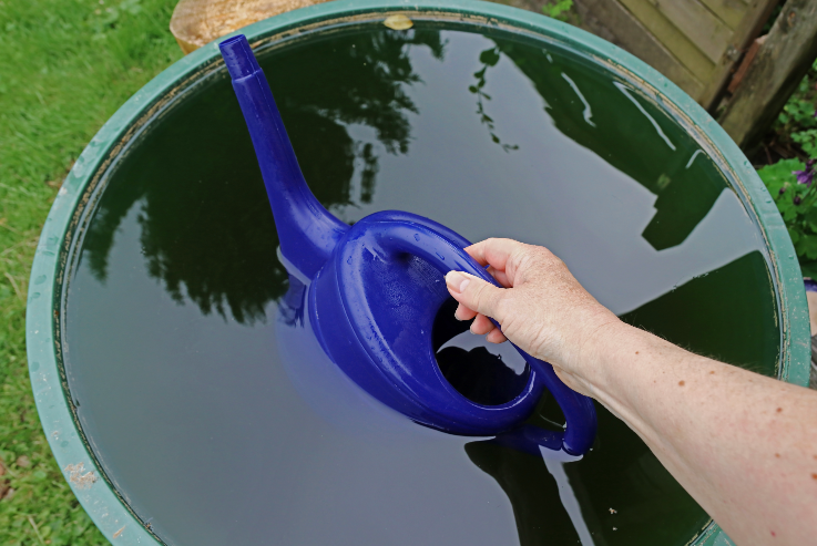 Jemand entnimmt mit einer Gießkanne Wasser aus einer vollen Regentonne.