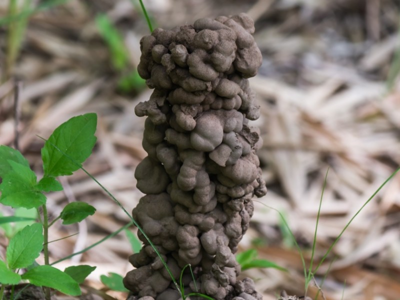 Ein hoher Regenwurmhaufen im Garten.