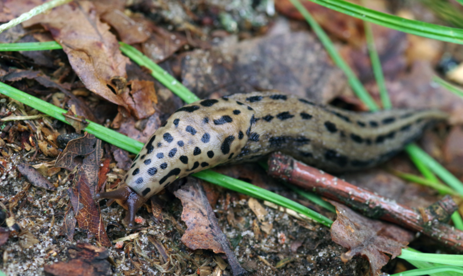 Tigerschnegel in Nahaufnahme