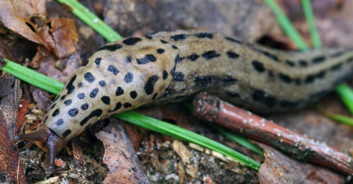 Tigerschnegel in Nahaufnahme