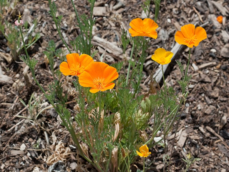 Eine orange blühende Mohnblume.