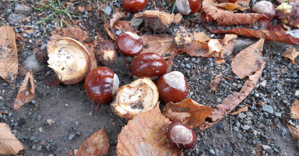 Mehrere Rosskastanien auf dem Boden liegend.