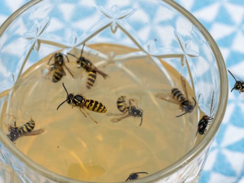 Viele Wespen an und in einem Glas mit Apfelsaft.