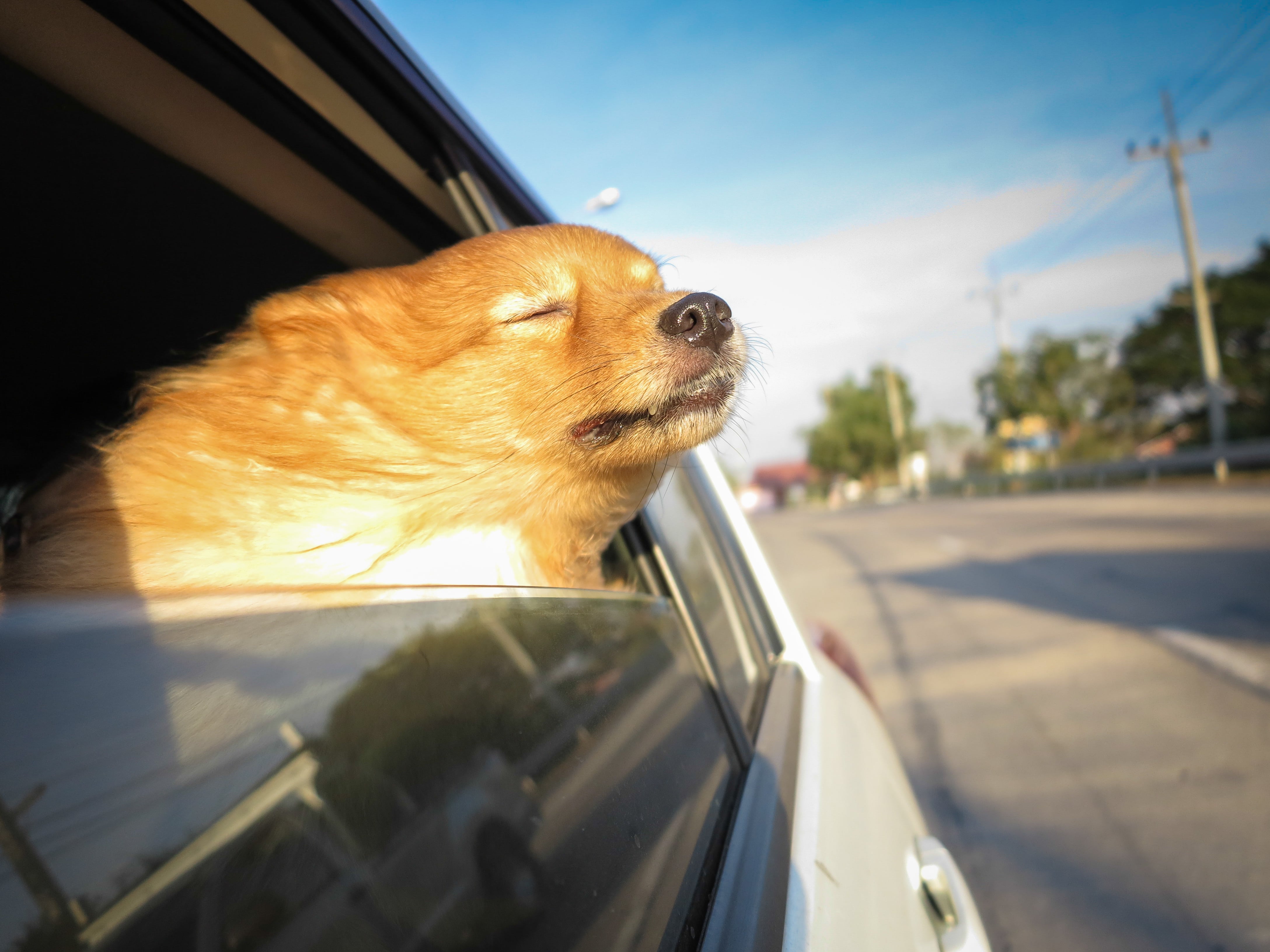 Hund hält seinen Kopf aus einem fahrenden Auto.