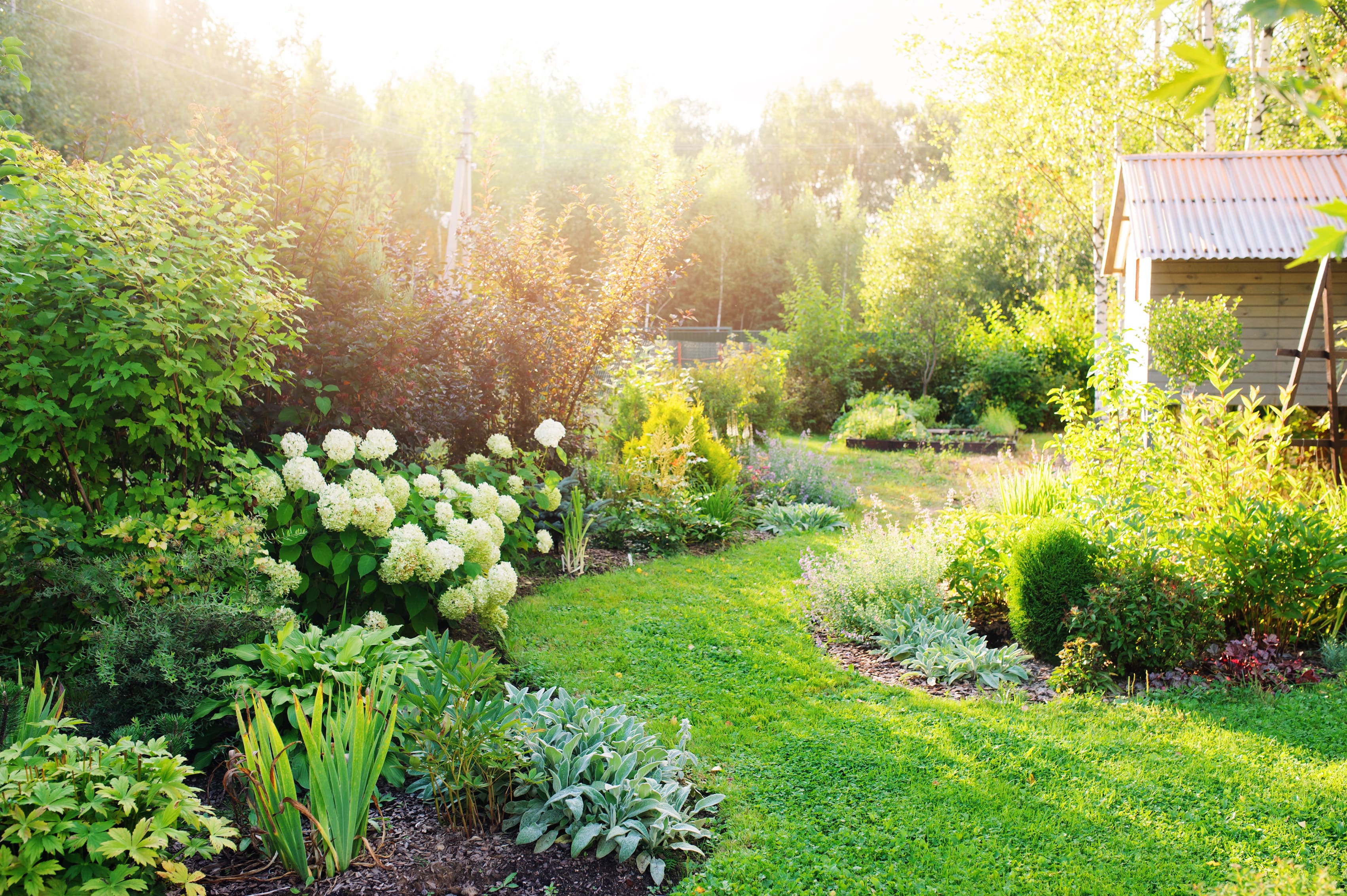 Garten bei Sonnenlicht