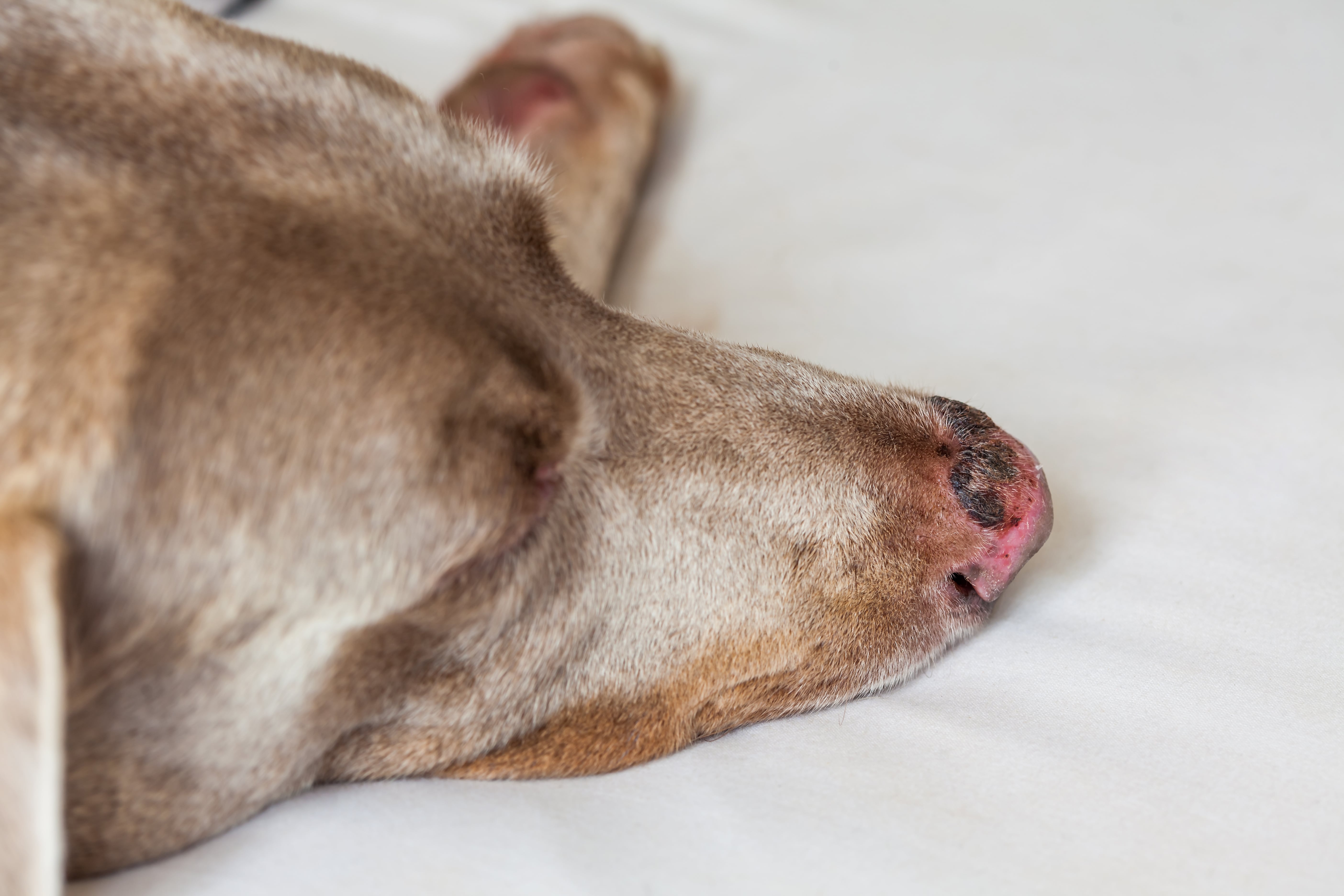 Hund liegt müde auf einem Bett.