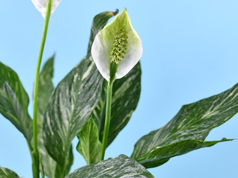 Weiße Orchidee Spathiphyllum