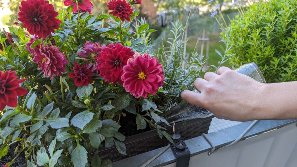 Jemand gießt aus einer Glasflasche etwas in einen Blumenkasten.