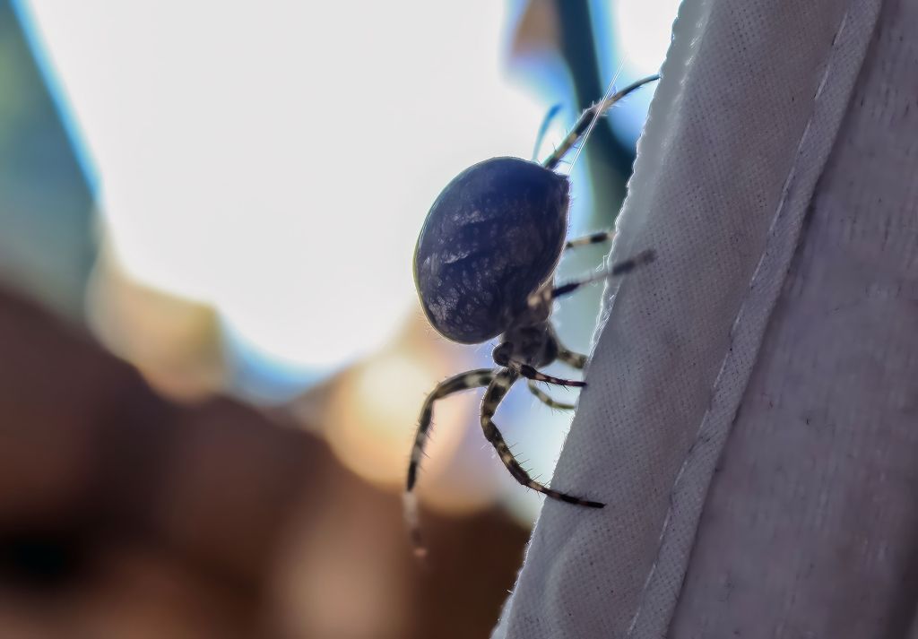 Eine große Spinne in der Wohnung.