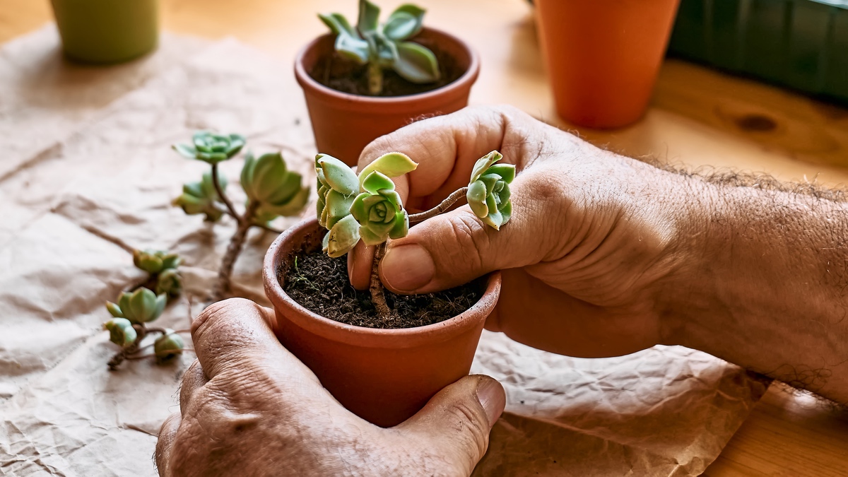 Sukkulenten pflegen: die besten 6 Tipps für deine Zimmerpflanzen.