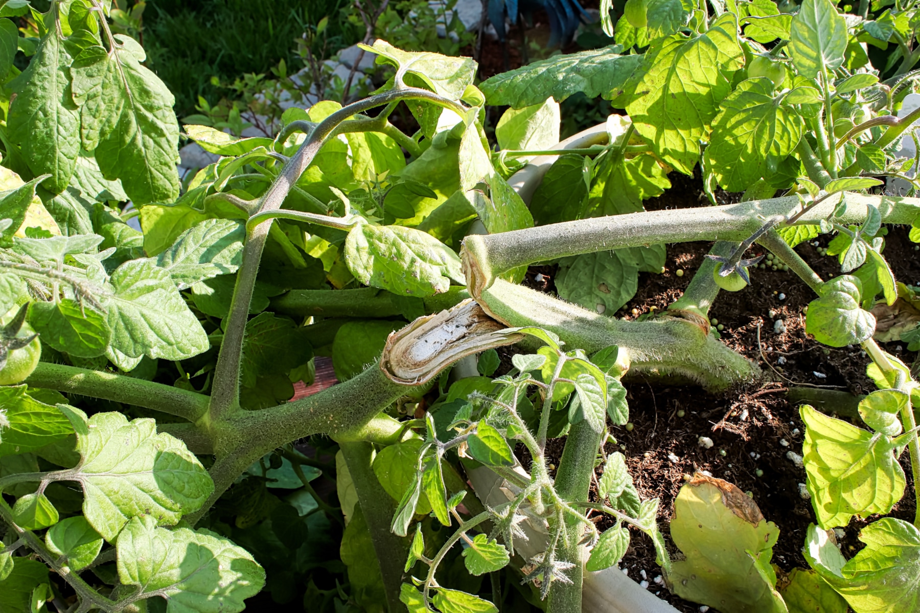 Abgeknickte Tomatenpflanze