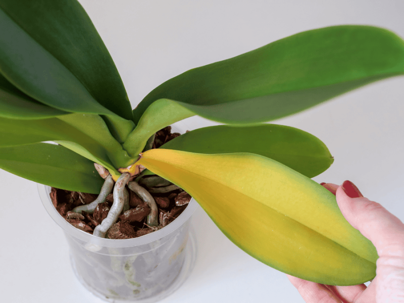 Irchideen mit Zimt behandeln, gelbes Orchideenblatt