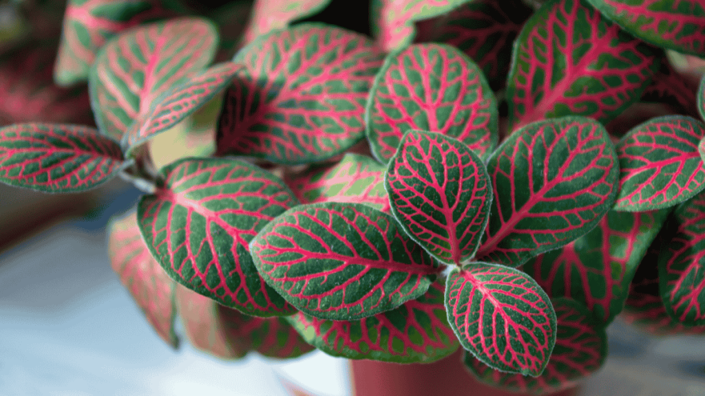 bunte zimmerpflanzen fittonia bunte zimmerpflanzen, mosaikpflanze