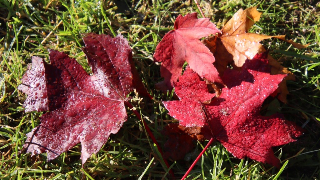 Rote Blätter auf dem Rasen.