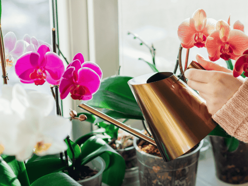 Orchideen Pflege, wässern mit Gießkanne