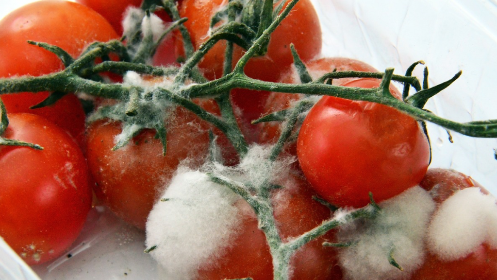 Kleine Tomaten, die schimmeln.