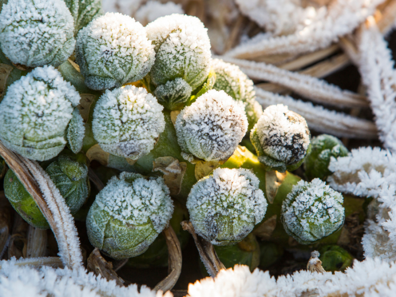 Rosenkohl gefroren