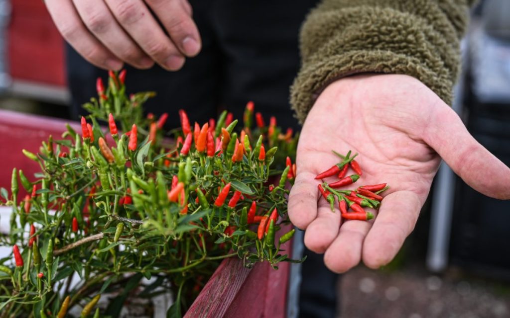 Kleine Chilischoten liegen in der Hand eines Gärtners.