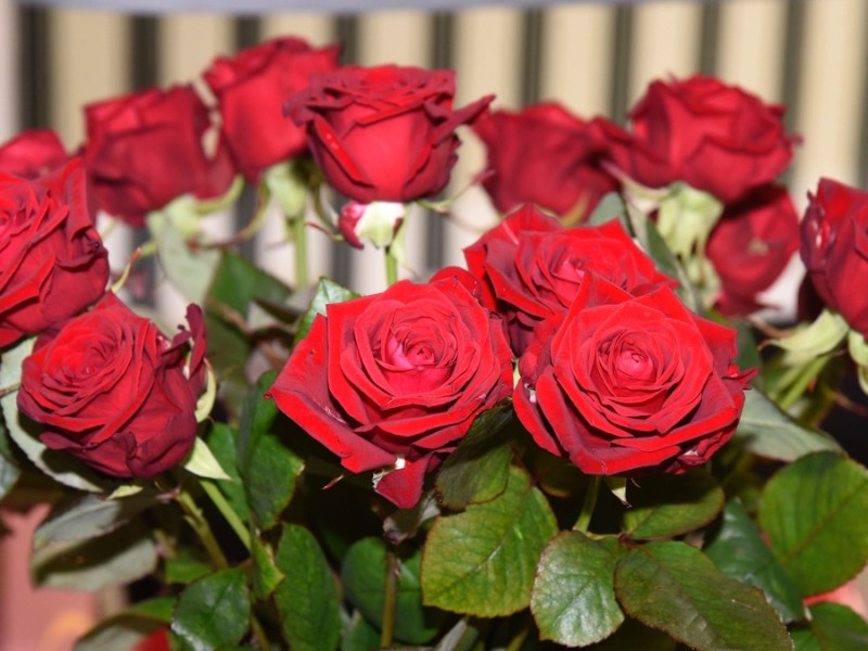 Valentinstag: Das bedeutet die Anzahl der Rosen im Strauß.