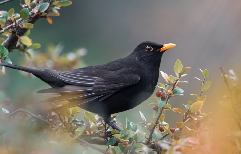 Amsel auf Ast