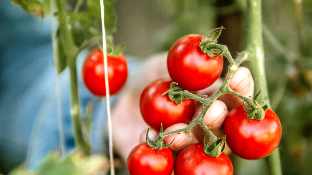 Tomaten in Hand