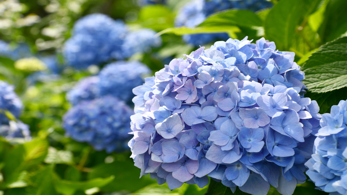 Blaue Hortensie