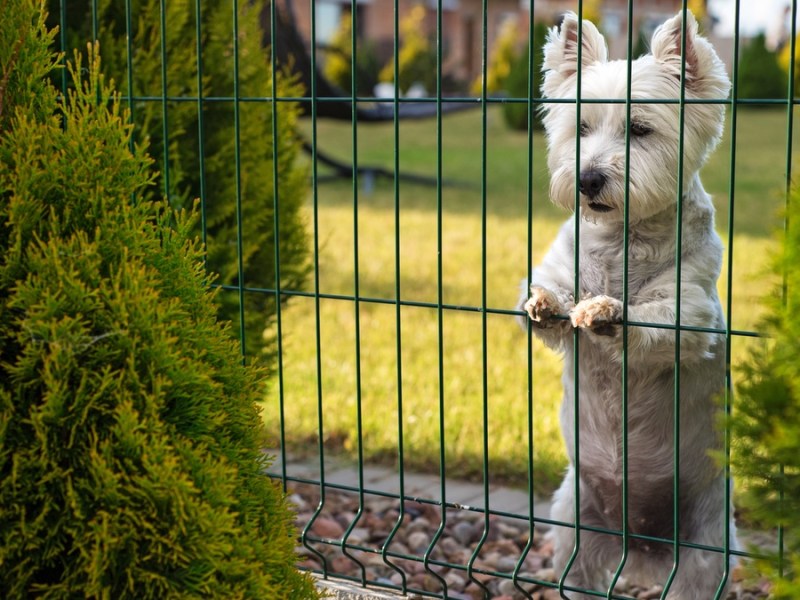 Ein kleiner weißer Hund lehnt mit den Pfoten an einem Gartenzaun.