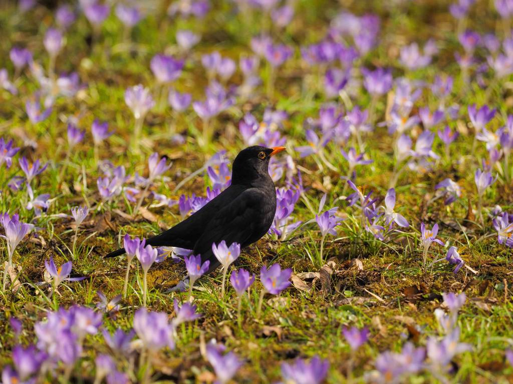 Amsel mit Krokussen