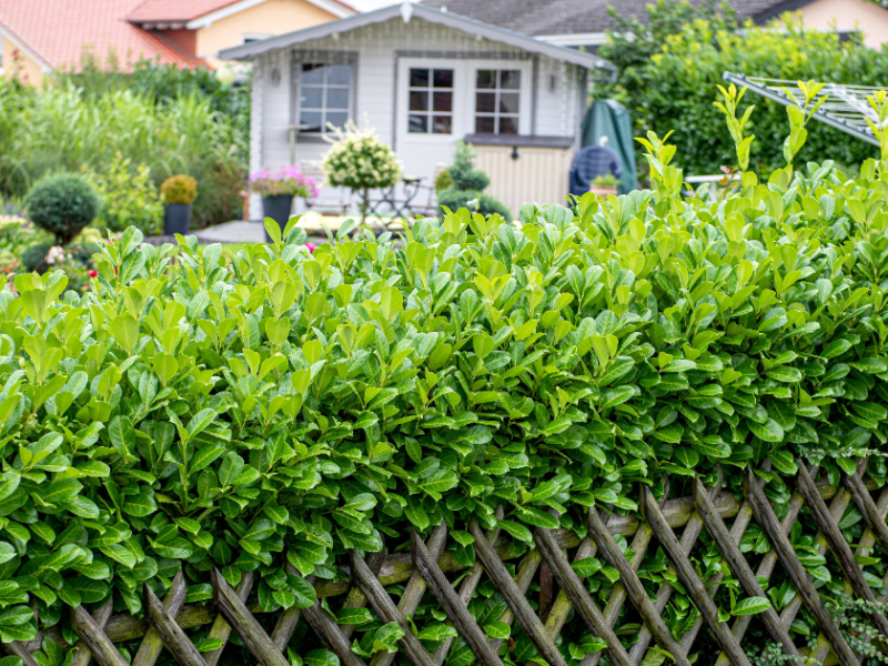 Kirschlorbeerhecke im Garten vor einem