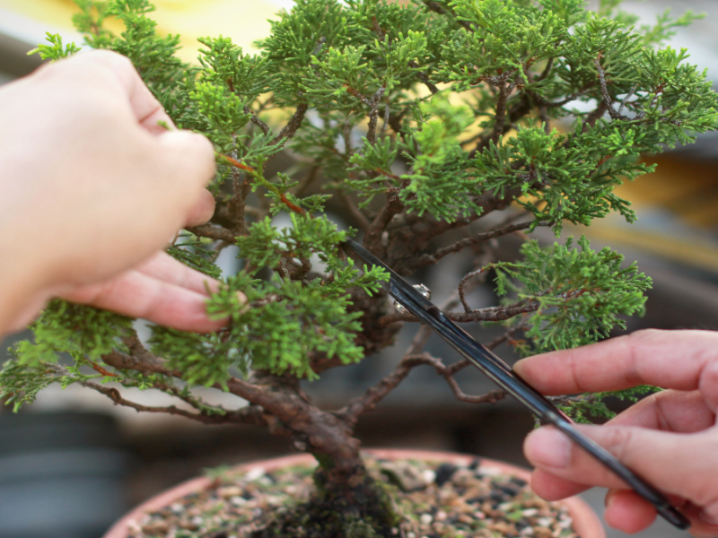 Ein Bonsai Baum wird beschnitten.