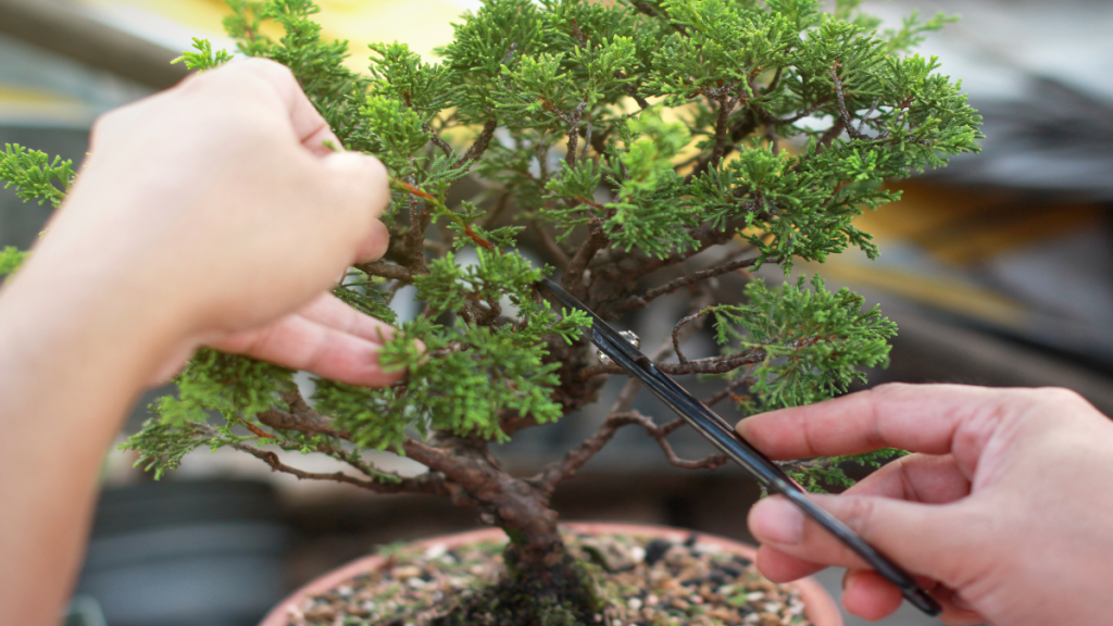 Ein Bonsai Baum wird beschnitten.