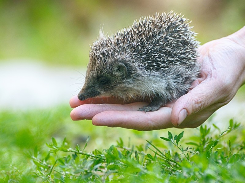 Ein Igel wird mit der Hand aufs Gras gesetzt.