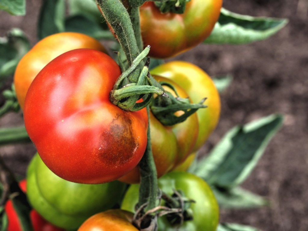 Beginnende Braunfäule an einer Tomatenpflanze.