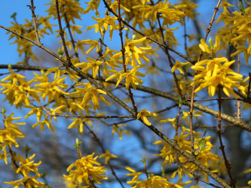 Forsythie blühend Nahaufnahme