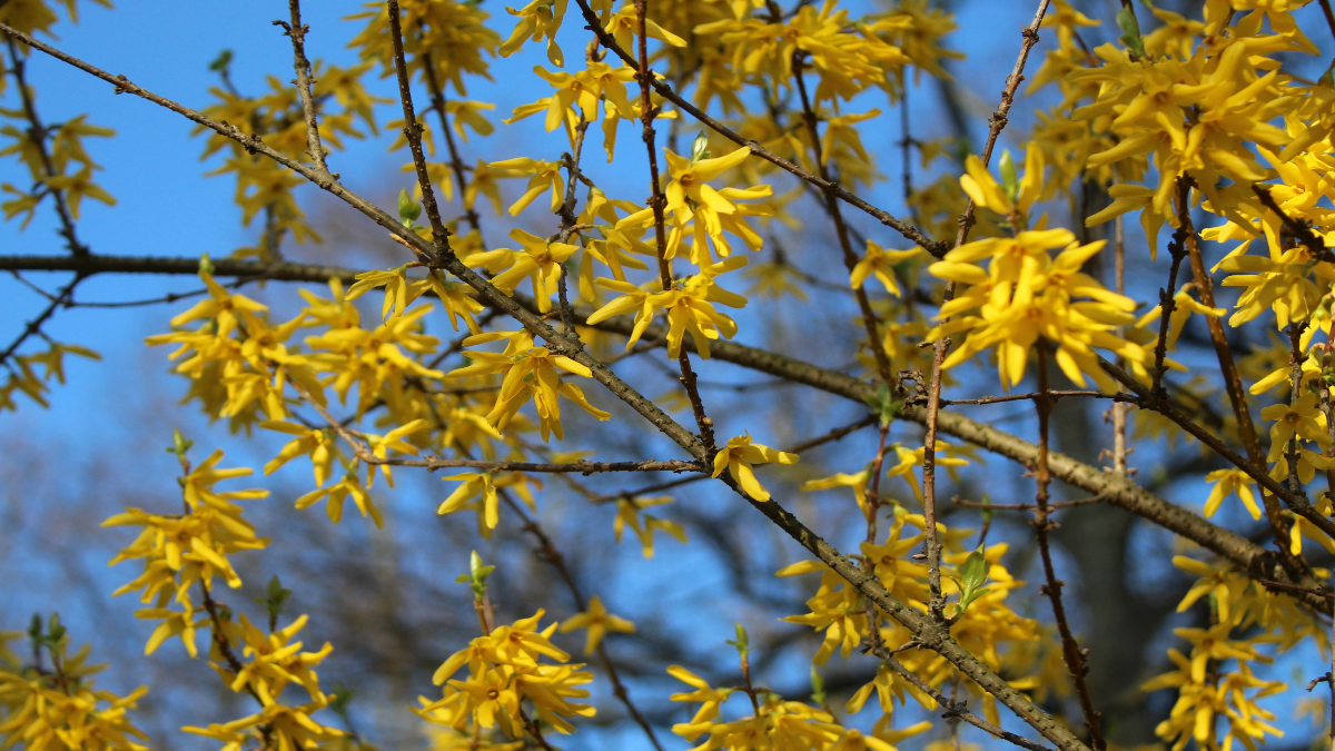 Forsythie blühend Nahaufnahme