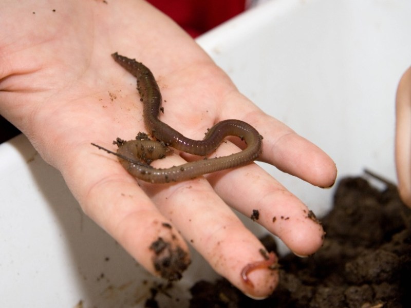 Regenwurm auf der Hand