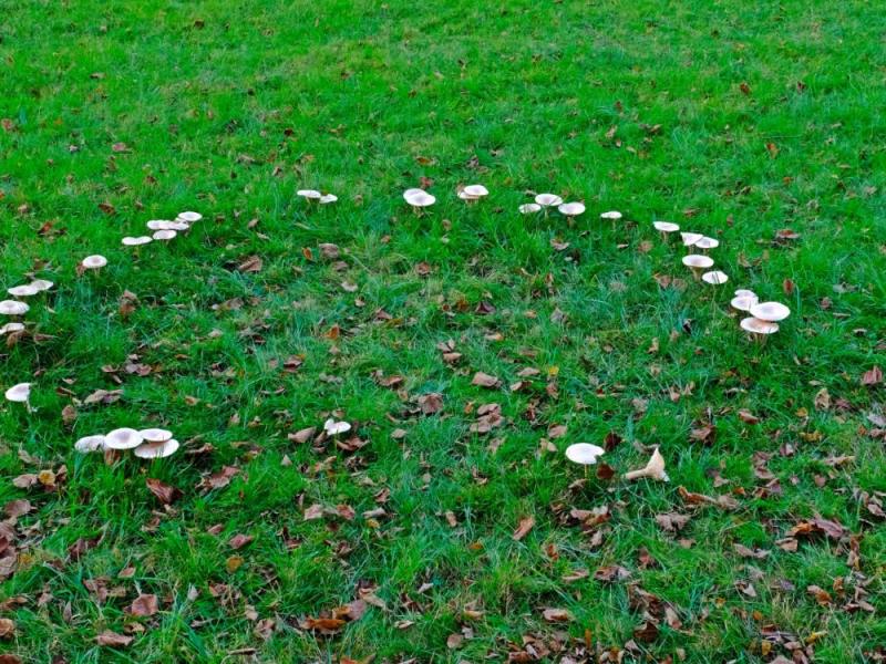 Ein Kreis aus Pilzen, ein sogenannter Hexenkreis, in einem Rasen.