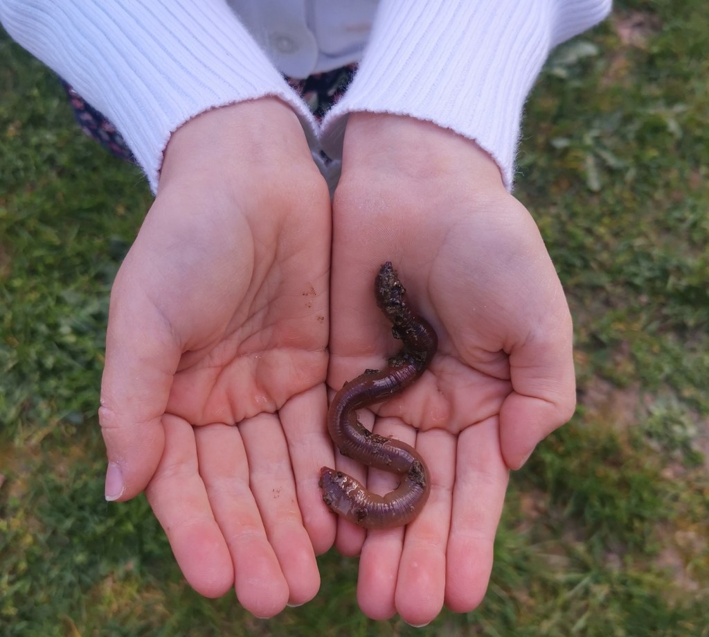 Regenwurm auf Hand