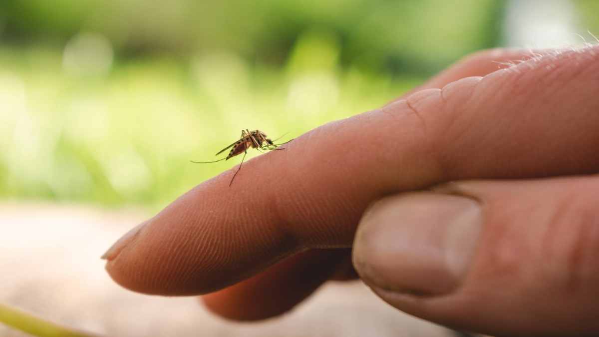 MÃ¼cke sitzt auf Finger