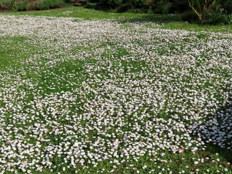 Rasen: 6 Gründe, warum du Gänseblümchen nicht entfernen solltest