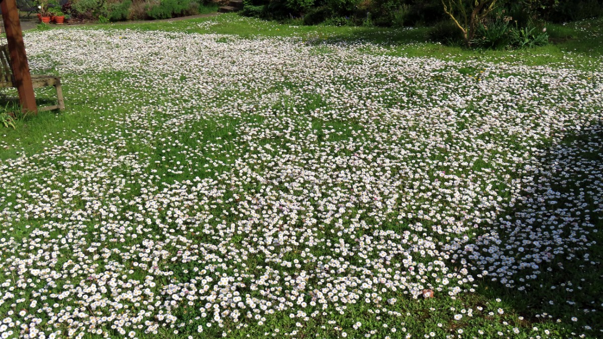 Ein Rasen voller Gänseblümchen