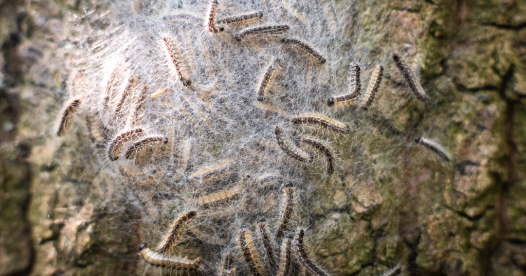 Viele Eichenprozessionsspinner versammelt auf einem Baum.