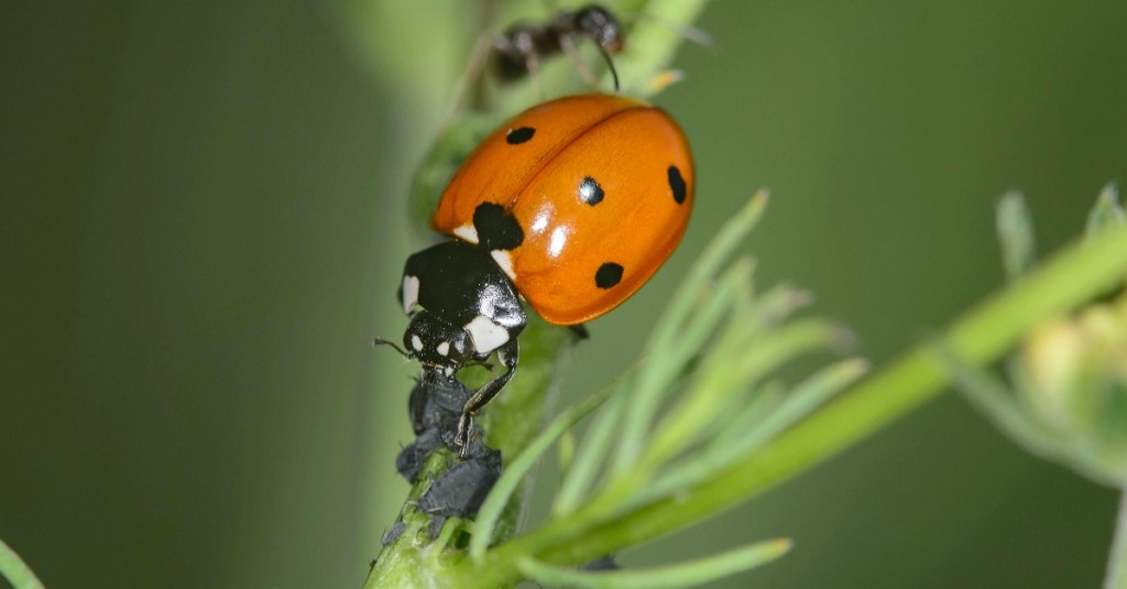 Marienkäfer und Blattläuse auf einem Blumenstengel