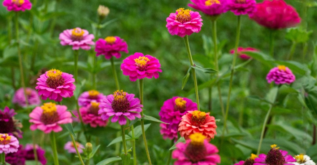 Pinkfarbene Zinnien