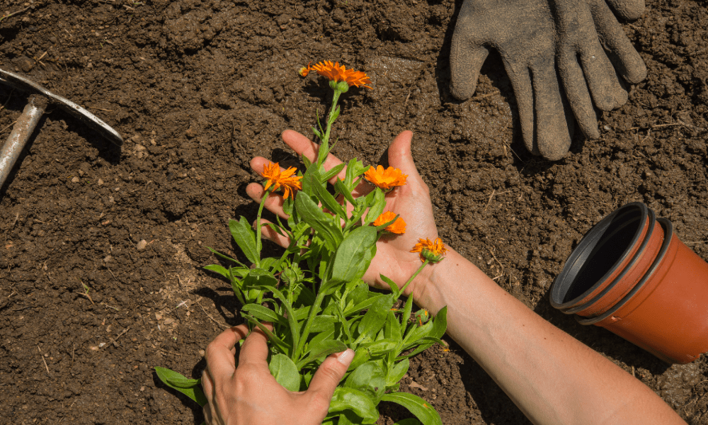 Blume und Hände