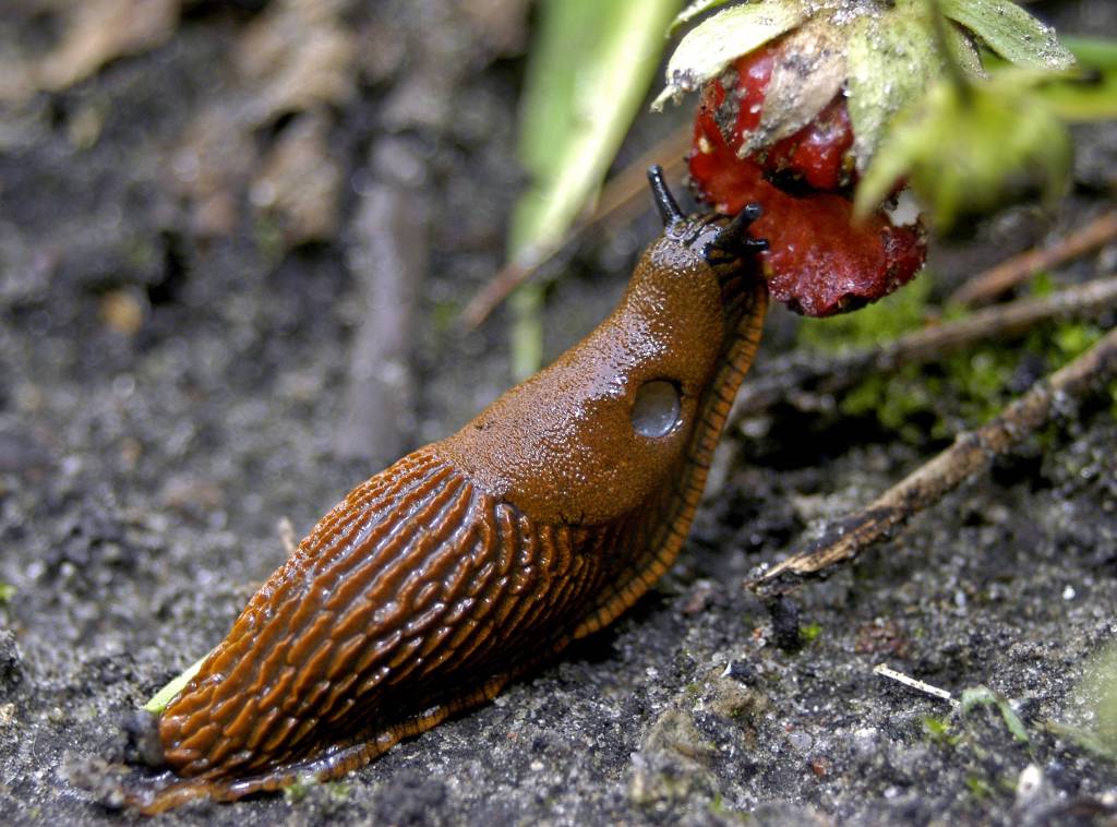 Nacktschnecke frisst an einer reifen Erdbeere