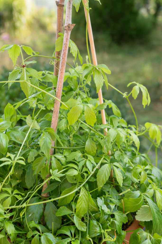 Eine Jiaogulan-Planze im Garten.